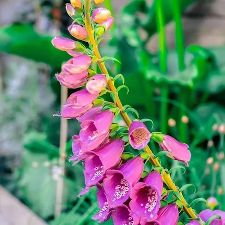 Daire Corto 4 Pers Coeur Vieille Parking